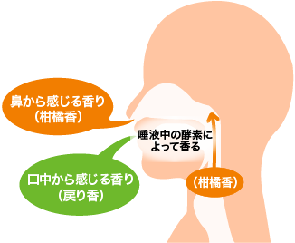 鼻から感じる香り(柑橘香)、口中から感じる香り(戻り香)、唾液中の酵素によって香る