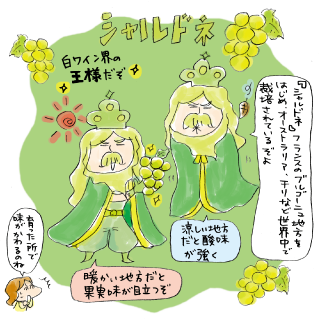 『シャルドネ』フランスのブルゴーニュ地方をはじめ、オーストラリア、チリなど世界中で栽培されているぞよ。白ワイン界の王様だぞ。涼しい地方だと酸味が強く、暖かい地方だと果実味が目立つぞ。育った所で味がかわるのね