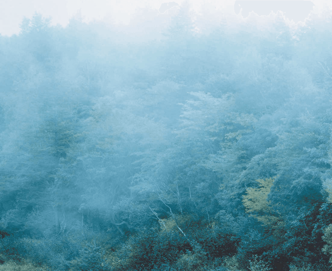 霧が立ち込める冷涼で湿潤な気候。