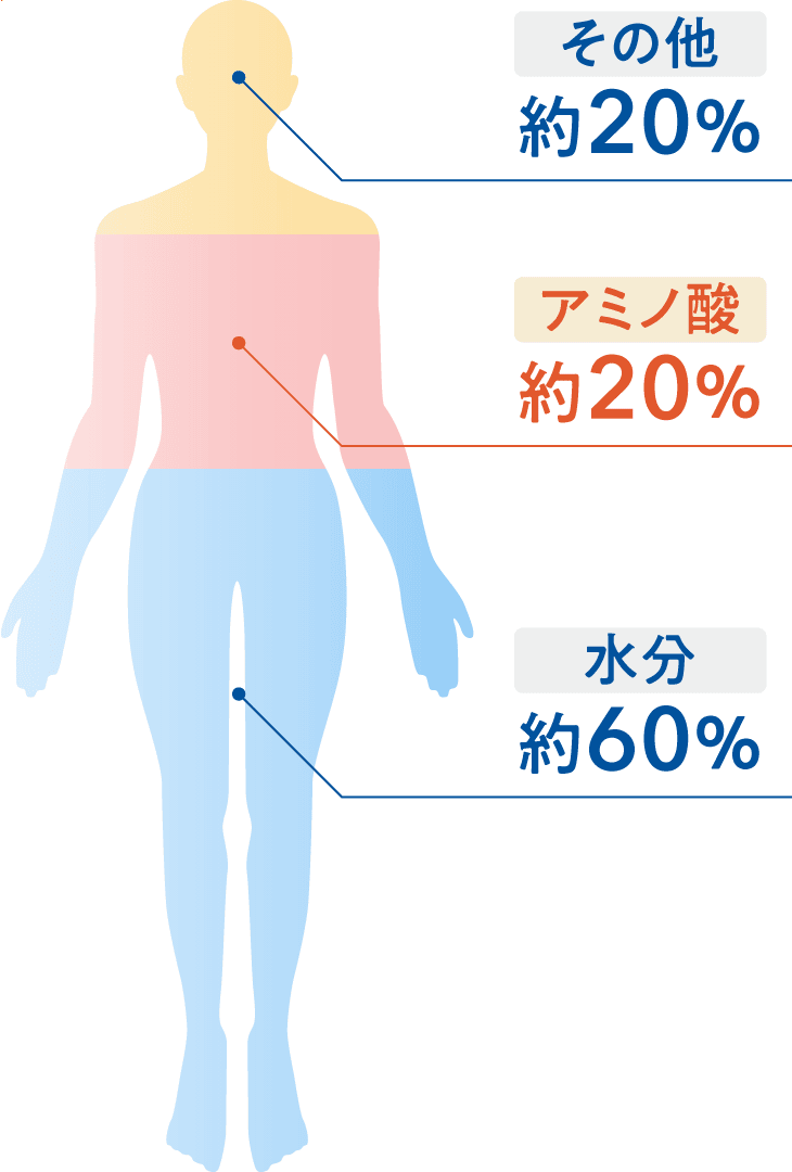 その他 約20％／アミノ酸 約20％／水分 約60％
