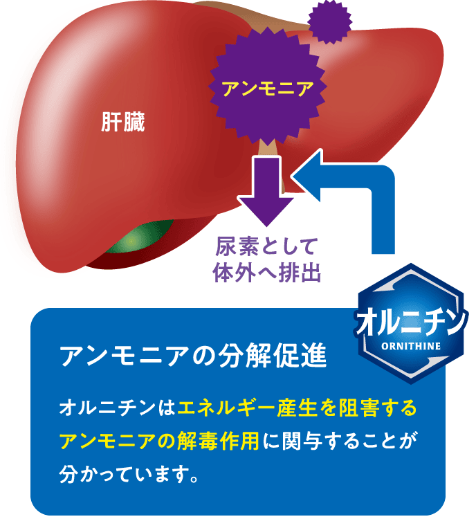 アンモニアの分解促進 オルニチンのエネルギー産出を阻害するアンモニアの解毒作用に関与することが分かっています。