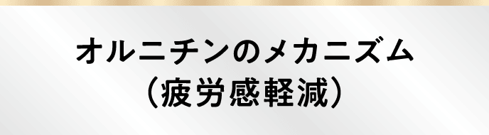 オルニチンのメカニズム（疲労感軽減）
