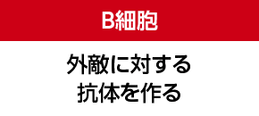 B細胞 外敵に対する抗体を作る