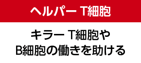 ヘルパーT細胞 キラーT細胞やB細胞の働きを助ける