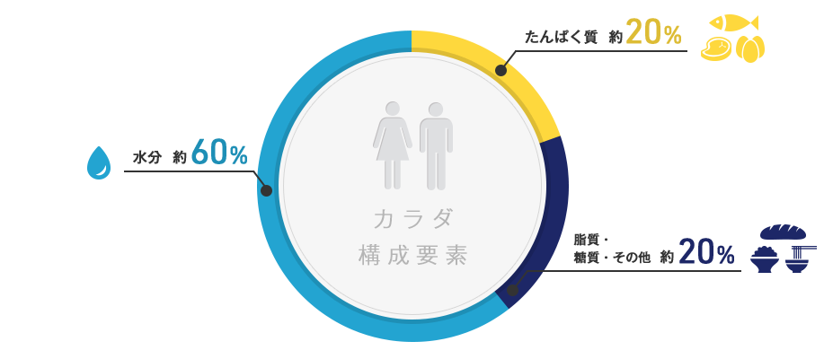 たんぱく質 約20％　脂質・糖質・その他 約20％　水分 約60％