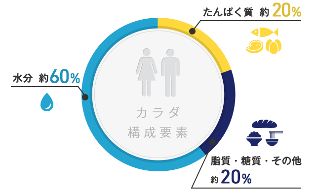 たんぱく質 約20％　脂質・糖質・その他 約20％　水分 約60％