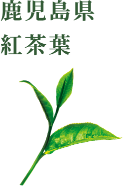 鹿児島県 紅茶葉