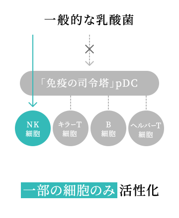 一般的な乳酸菌