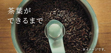 茶葉ができるまで