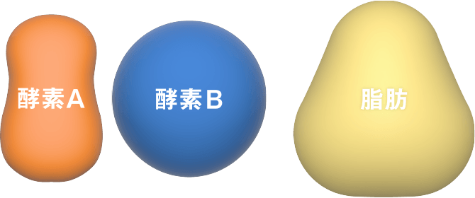 酵素A 酵素B 脂肪