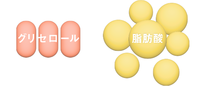 グリセロール 脂肪酸