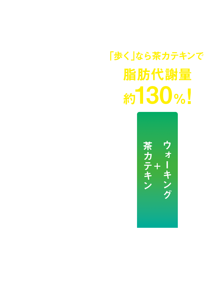 歩くときの脂肪代謝向上作用 ※ウォーキング時 「歩く」なら茶カテキンで脂肪代謝量約130%！ 脂肪代謝量 ウォーキング（茶カテキン非摂取） 30％アップ ウォーキング+茶カテキン 被験者：26歳以上42歳以下の健常成人男性14名（平均BMI：対照飲料群23.1kg/m²、茶カテキン飲料群24.5kg/m²)茶カテキン飲料（1本当たり茶カテキン570mg含有）または対照飲料（1本当たり茶カテキン0mg含有）を1日1本飲用8週間摂取後にウォーキング時の呼気を分析（摂取期間中、週3回(30分間)ウォーキング）データは平均値＊：p＜0.05J.Health Sci.,51 233-236(2005)より作図