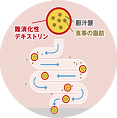 難消化性デキストリン 胆汁酸 食事の脂肪