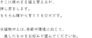 そこに根のまま植え替えるか、挿し芽をします。もちろん種から育ててもOKです。※植物や土は、季節や環境に応じて、適したものをお好みで選んでくださいね。