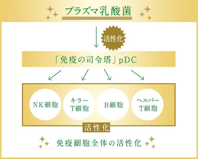 プラズマ乳酸菌がpDCによって免疫細胞全体を活性化するのを示したイメージ