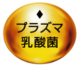 プラズマ乳酸菌