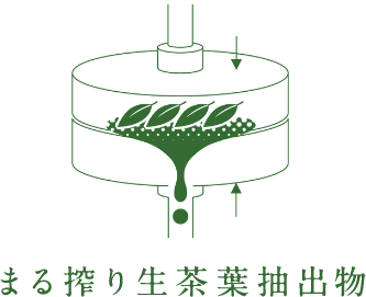 まる搾り生茶葉抽出物