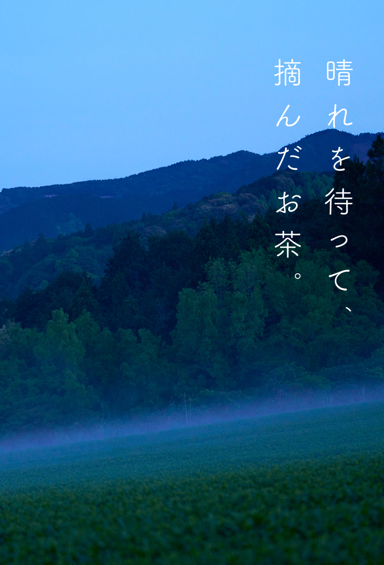 晴れを待って、摘んだお茶。