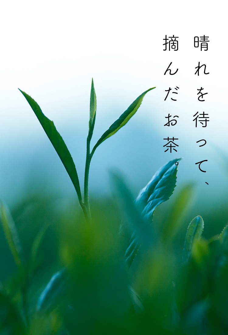 晴れを待って、摘んだお茶。